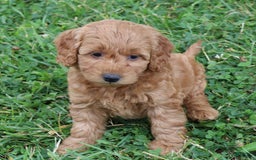 Mini Goldendoodle dogs for sale: Arlena - Image 7