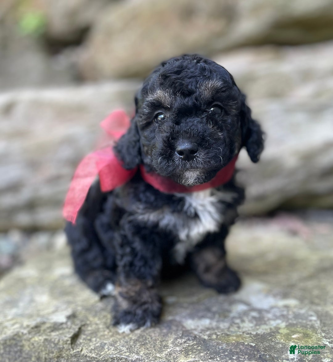 Miniature Poodle dogs for sale: Tessa - Image 7
