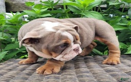 English Bulldog dogs for sale: Lexie - Image 7
