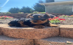 Yorkshire Terrier dogs for sale: Austin - Image 6