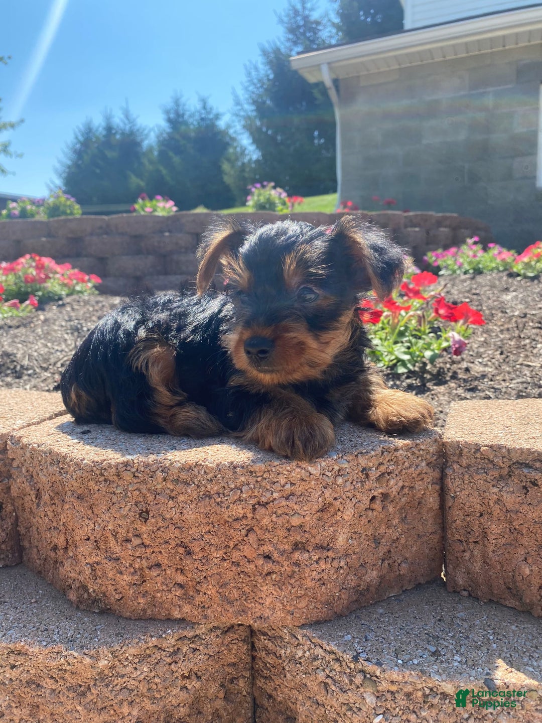 Yorkshire Terrier dogs for sale: Austin - Image 6