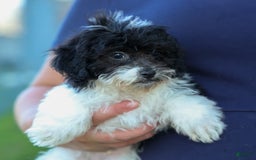 Bichpoo dogs for sale: Barney - Image 12