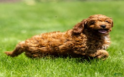 Goldendoodle dogs for sale: Alice - Image 8