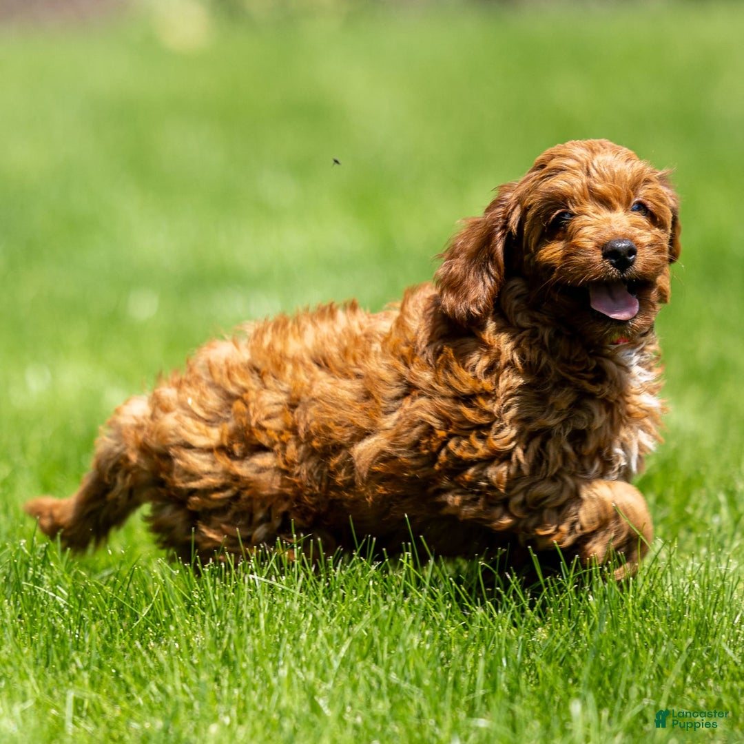 Goldendoodle dogs for sale: Alice - Image 8
