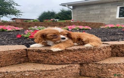 Cavapoo dogs for sale: Walter - Image 3