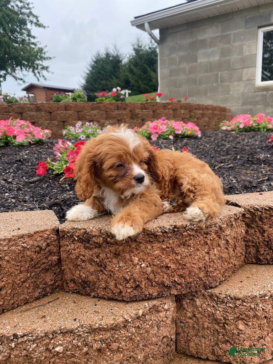 Cavapoo dogs for sale: Walter - Image 3