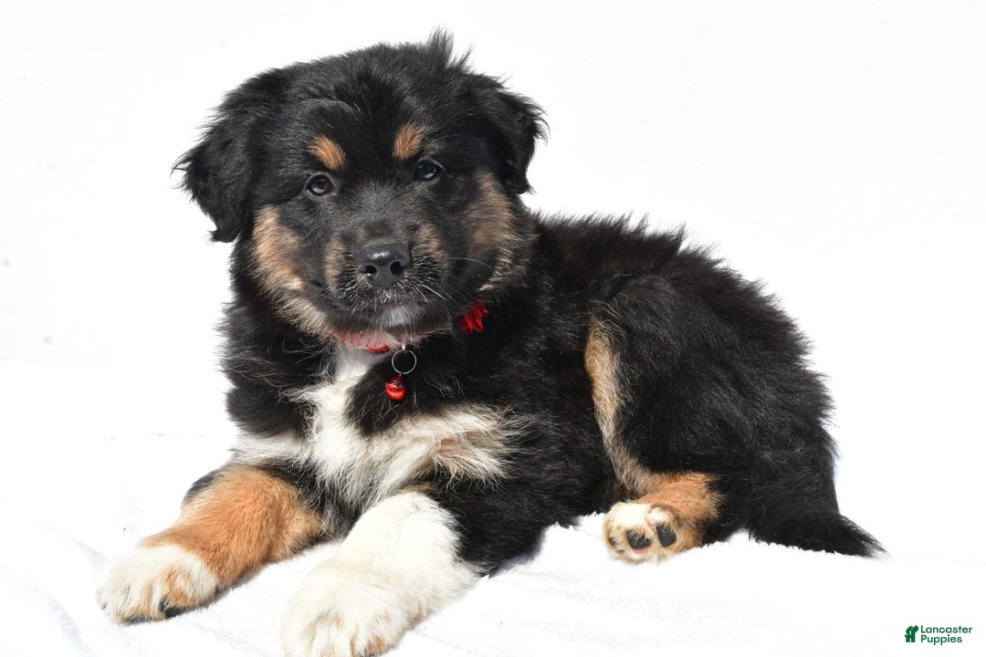 Miniature Australian Shepherd dogs for sale: Ida - Image 6
