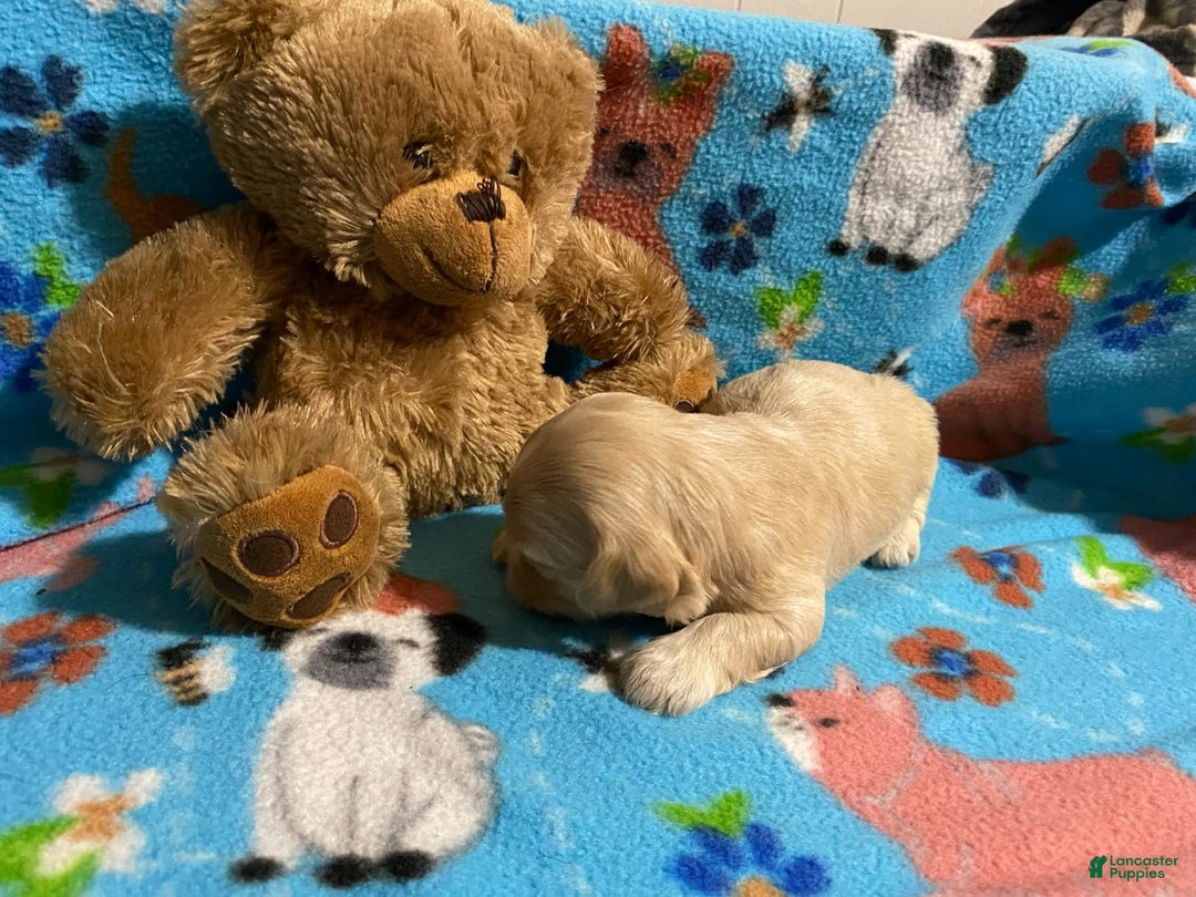 Cavapoo dogs for sale: Male 2 Bruno Jr - Image 3