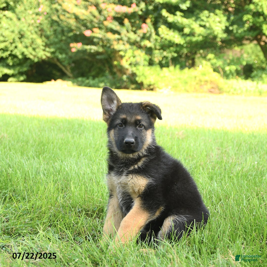 German Shepherd dogs for sale: German Shepherd 8 puppies - Image 10