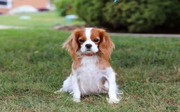 Cavalier King Charles Spaniel dogs for sale: Shiloh - Image 15