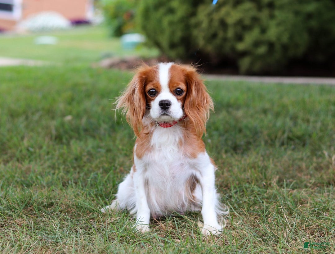 Cavalier King Charles Spaniel dogs for sale: Shiloh - Image 15