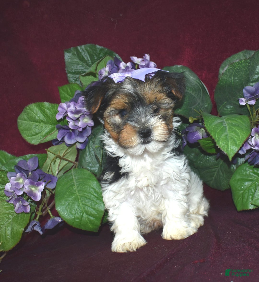 Yorkshire Terrier dogs for sale: Suzie - Image 2