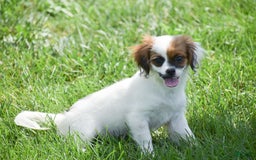 Cavapoo dogs for sale: Megan - Image 4