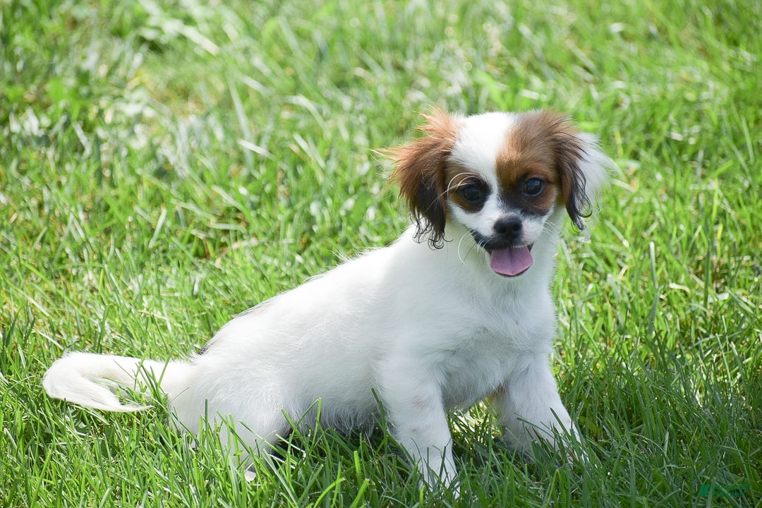 Cavapoo dogs for sale: Megan - Image 4