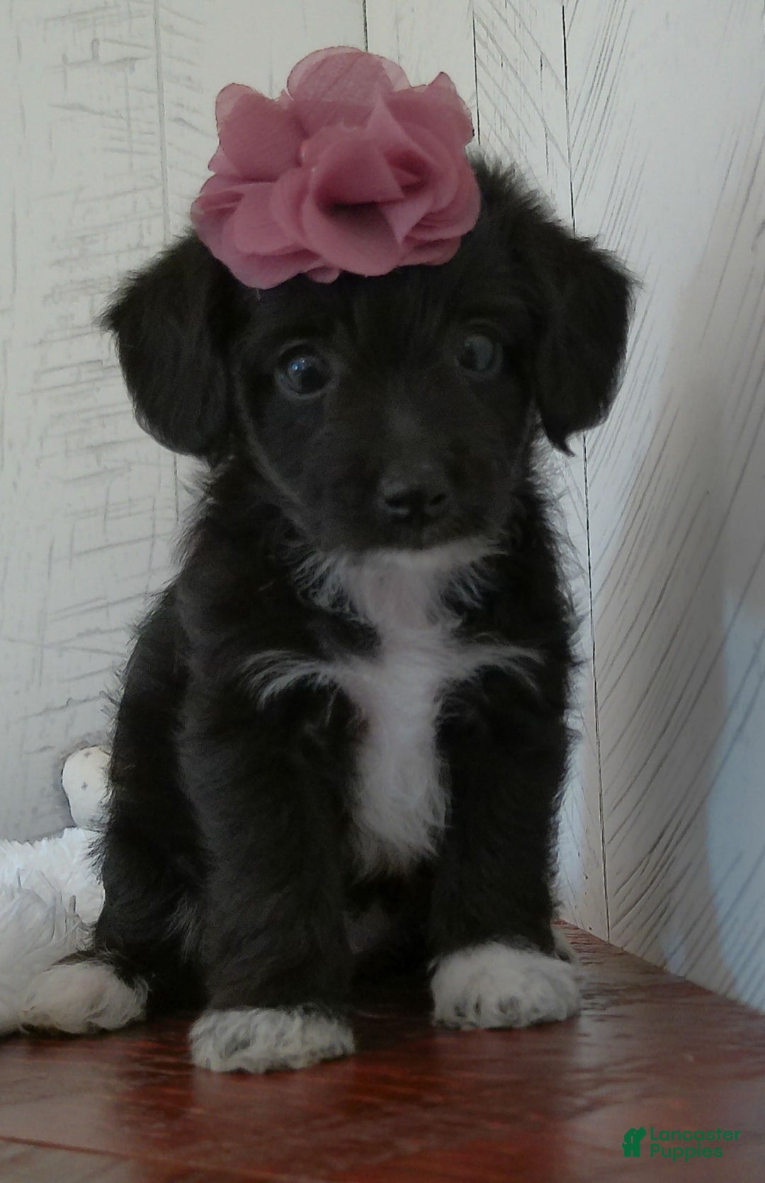 Yorkiepoo dogs for sale: Allie - Image 6