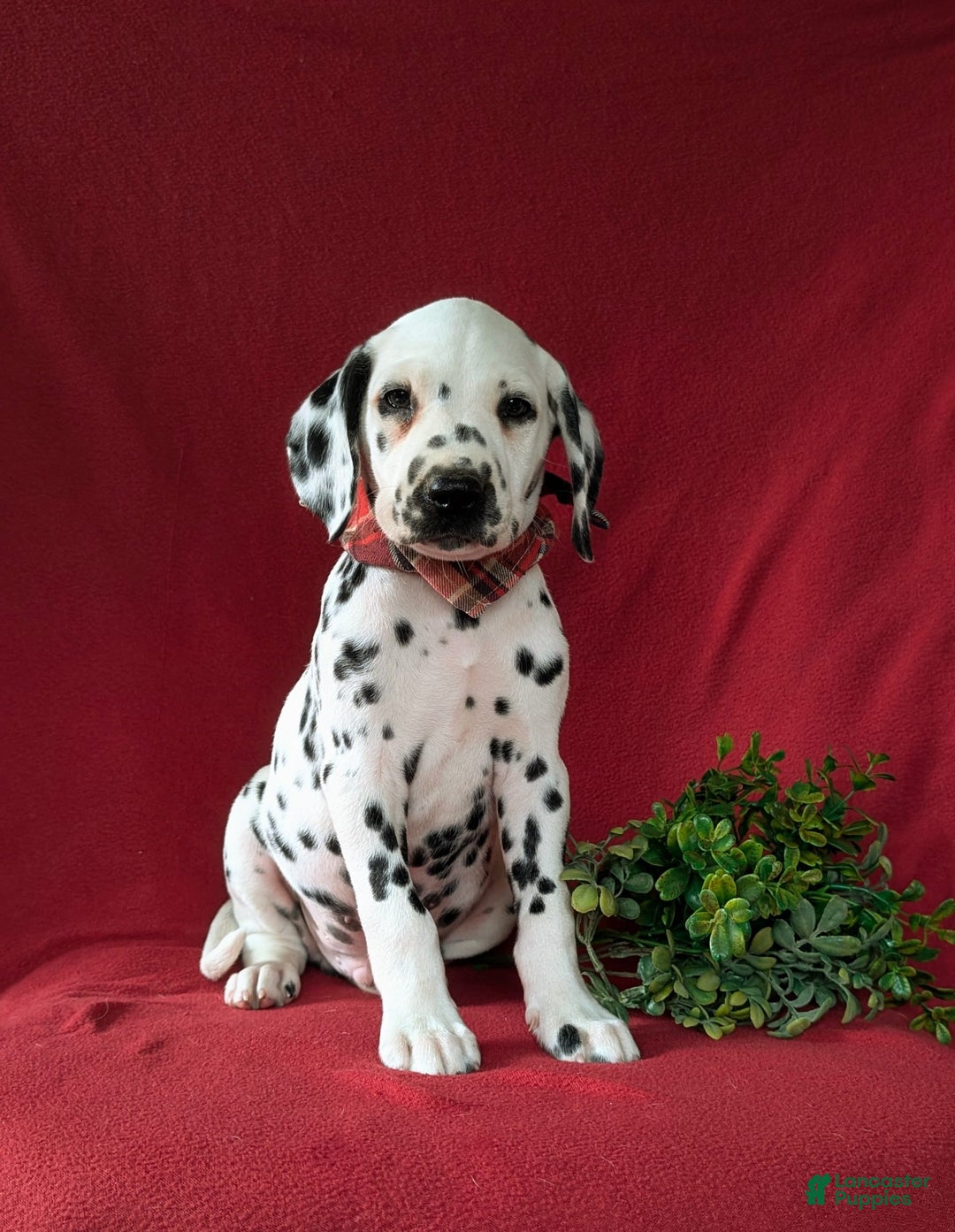 Dalmatian dogs for sale: Leonard - Image 7