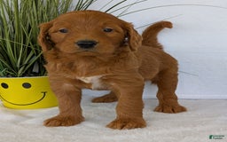 Goldendoodle dogs for sale: Emmie - Image 18