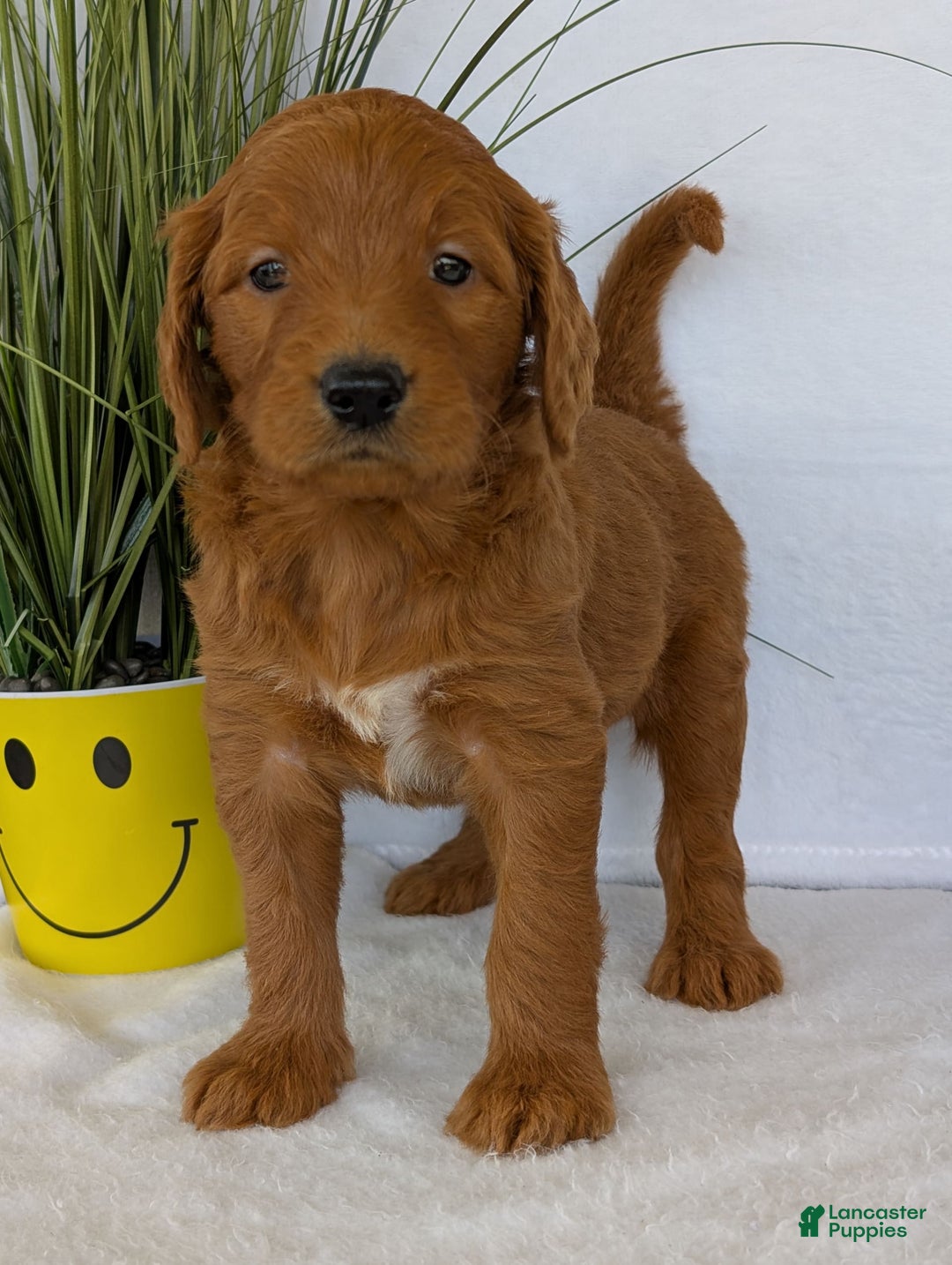 Goldendoodle dogs for sale: Emmie - Image 18