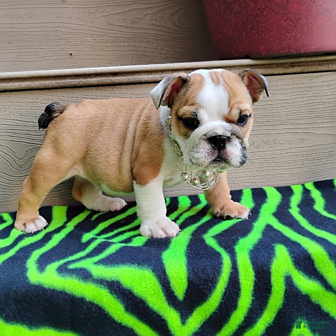 English Bulldog dogs for sale: Reba - Image 4