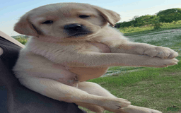 Labrador Retriever dogs for sale: Daisy - Image 2