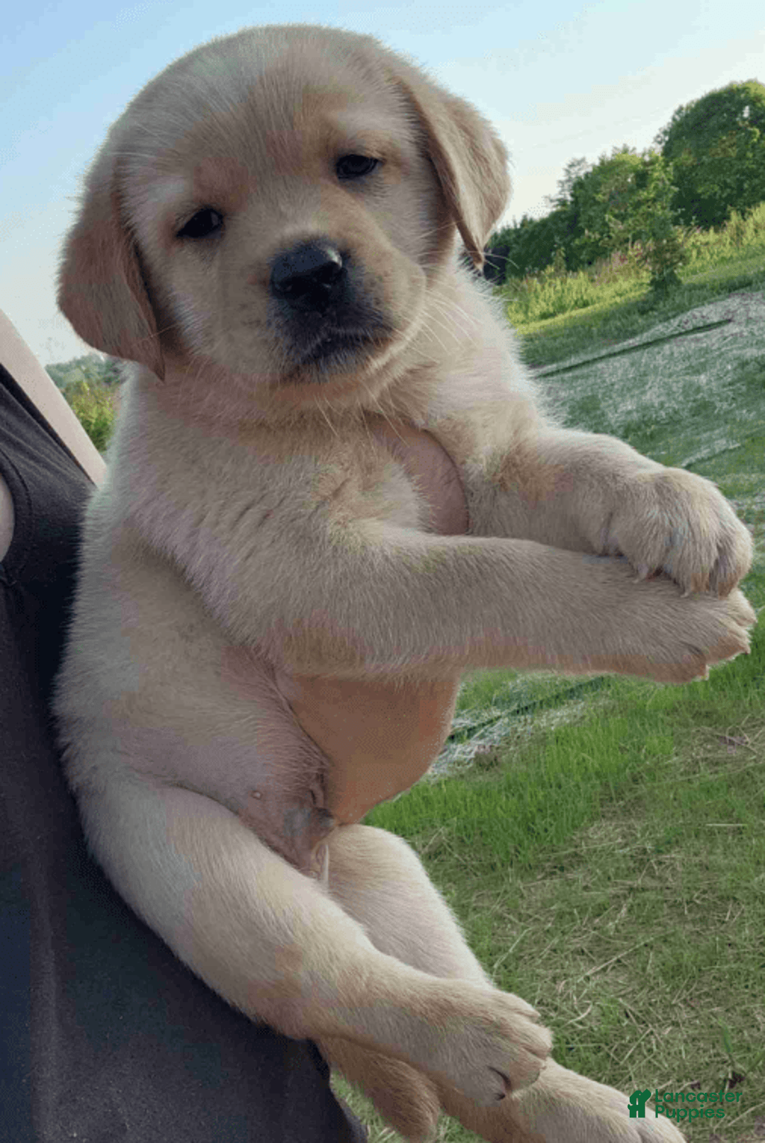 Labrador Retriever dogs for sale: Daisy - Image 2