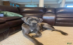 Great Dane dogs for sale: Reese - Image 5