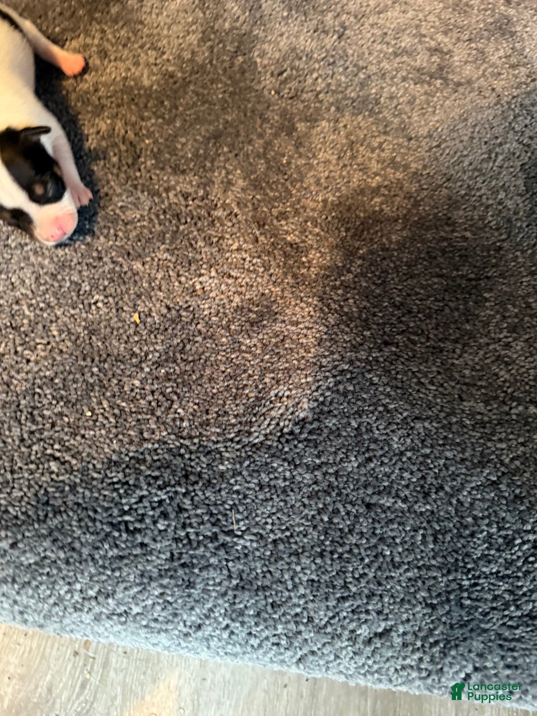 Jack Russell Terrier dogs for sale: Dots - Image 2