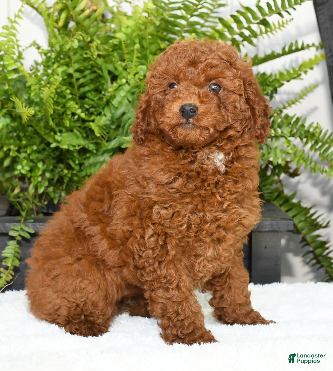 Miniature Poodle dogs for sale: Scotty - Image 1