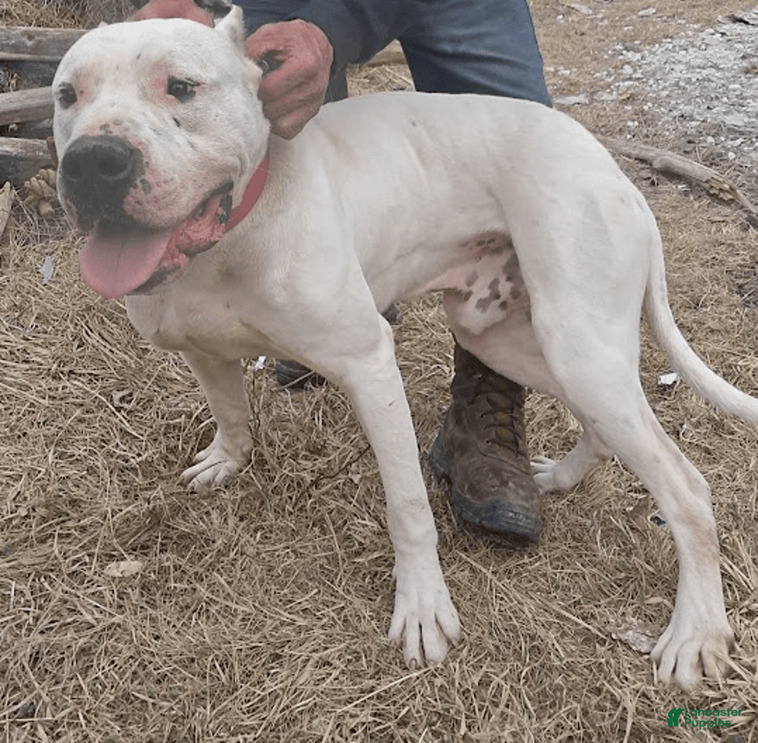 Dogo Argentino dogs for sale: Gold - Image 10