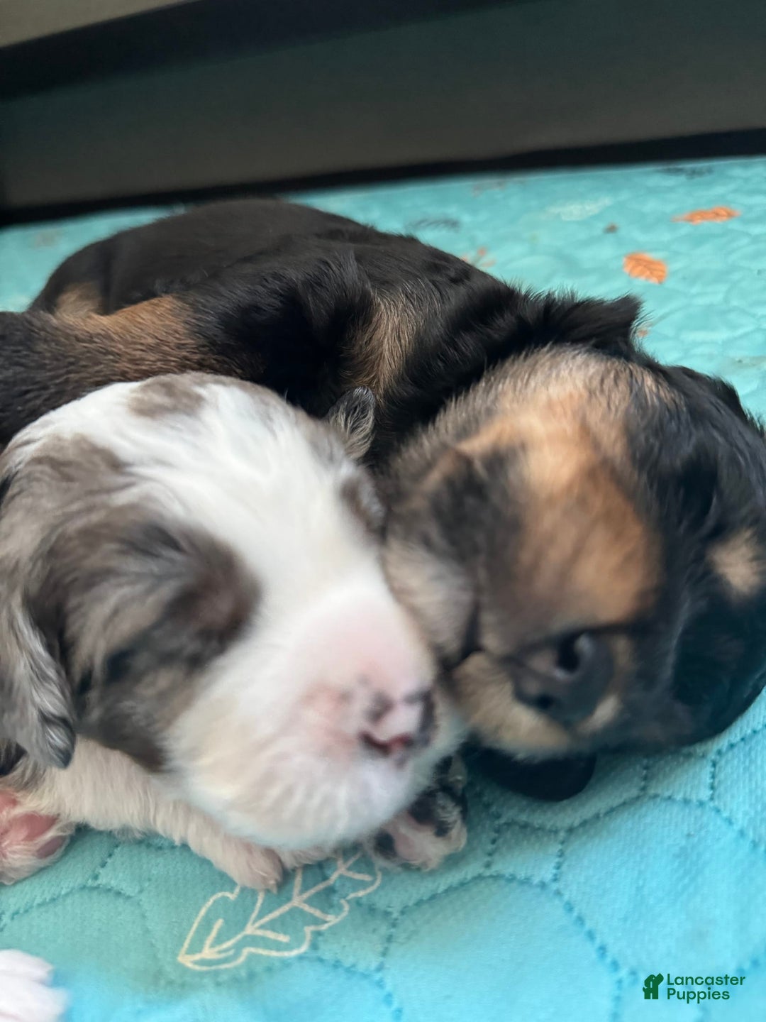 Bernedoodle dogs for sale: Black Brown White Male - Image 5