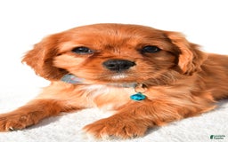 Cavalier King Charles Spaniel dogs for sale: Harrison - Image 7