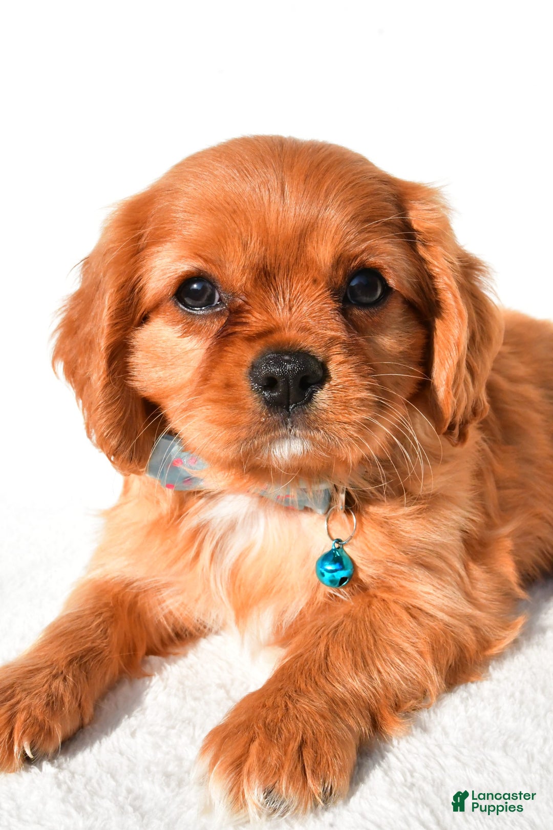 Cavalier King Charles Spaniel dogs for sale: Harrison - Image 7