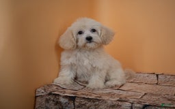 Maltipoo dogs for sale: Rebecca - Image 8