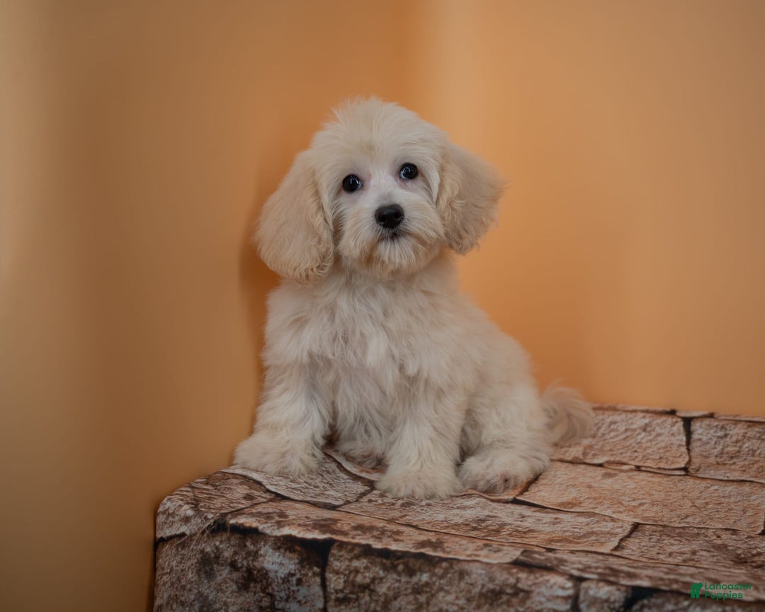 Maltipoo dogs for sale: Rebecca - Image 8