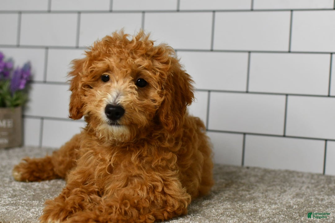 Mini Goldendoodle dogs for sale: Lucy - Image 18