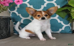 Papillon dogs for sale: Bailey - Image 8