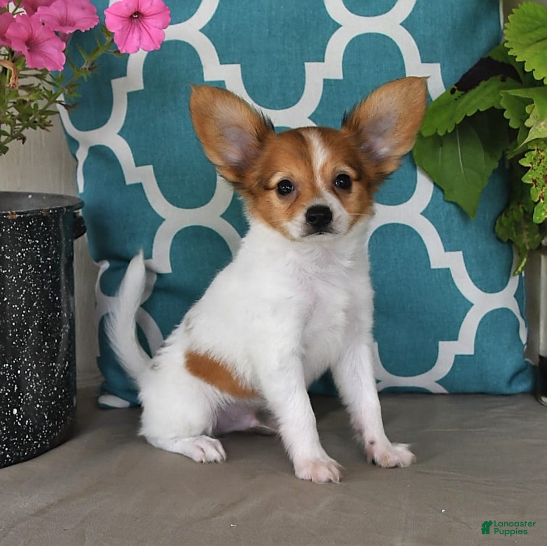 Papillon dogs for sale: Bailey - Image 8