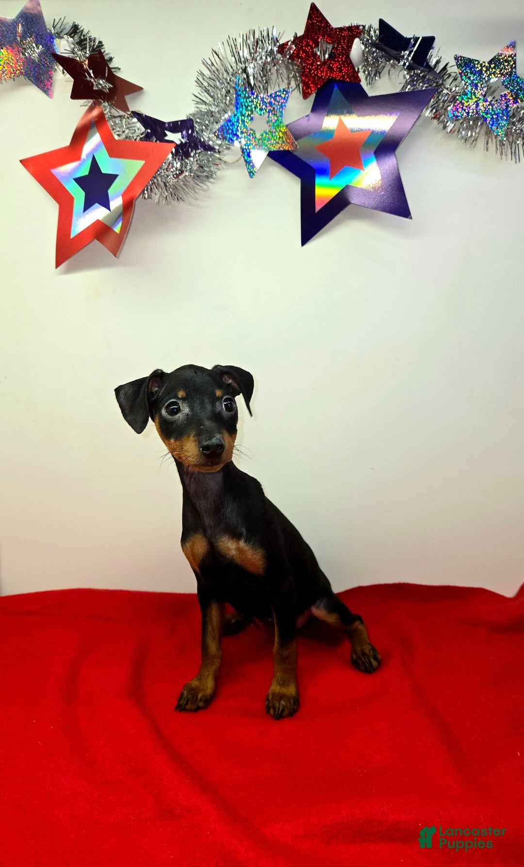 Miniature Pinscher dogs for sale: Layla - Image 6