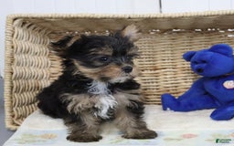 Yorkshire Terrier dogs for sale: Brent - Extra Small - Image 2