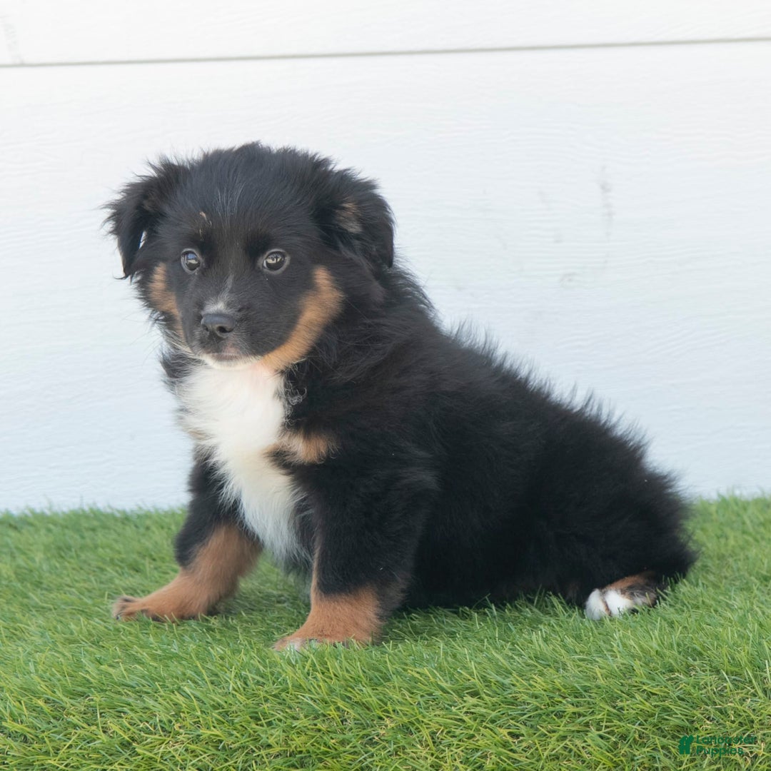 Australian Shepherd dogs for sale: Lassie - Image 3