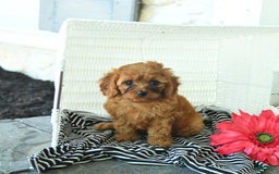 Cavapoo dogs for sale: Nick - Image 1