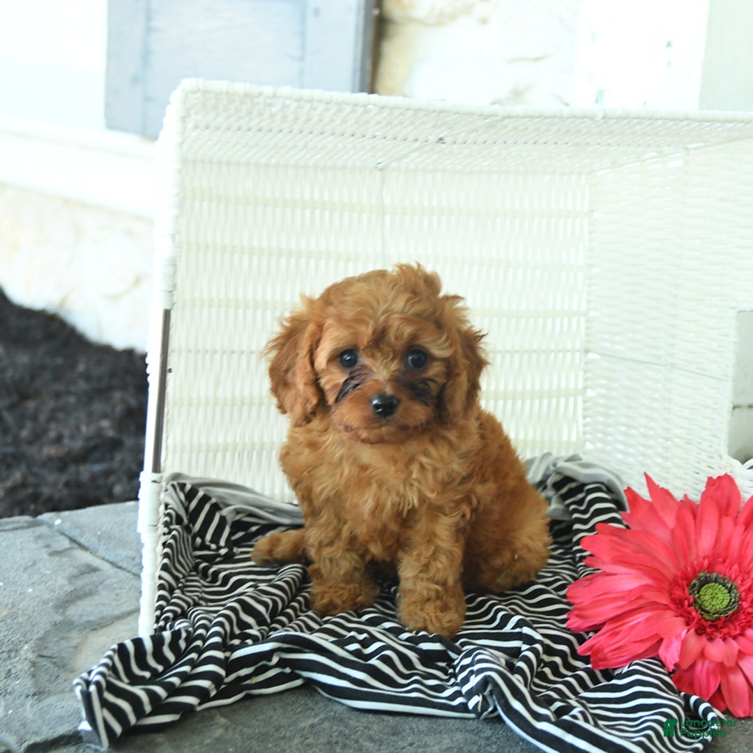 Cavapoo dogs for sale: Nick - Image 1