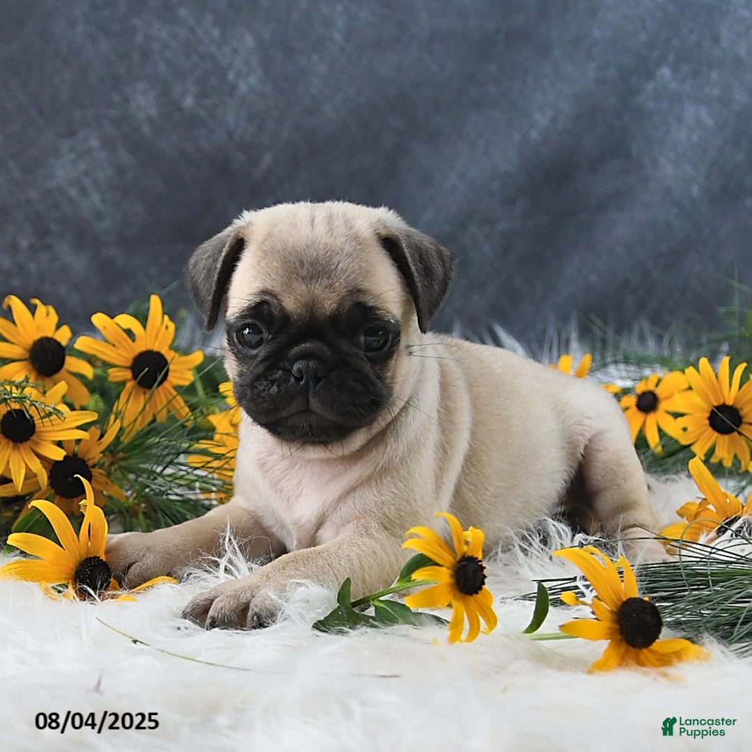 Pug dogs for sale: Theodor - Image 2