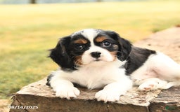 Cavalier King Charles Spaniel dogs for sale: Drake - Image 5