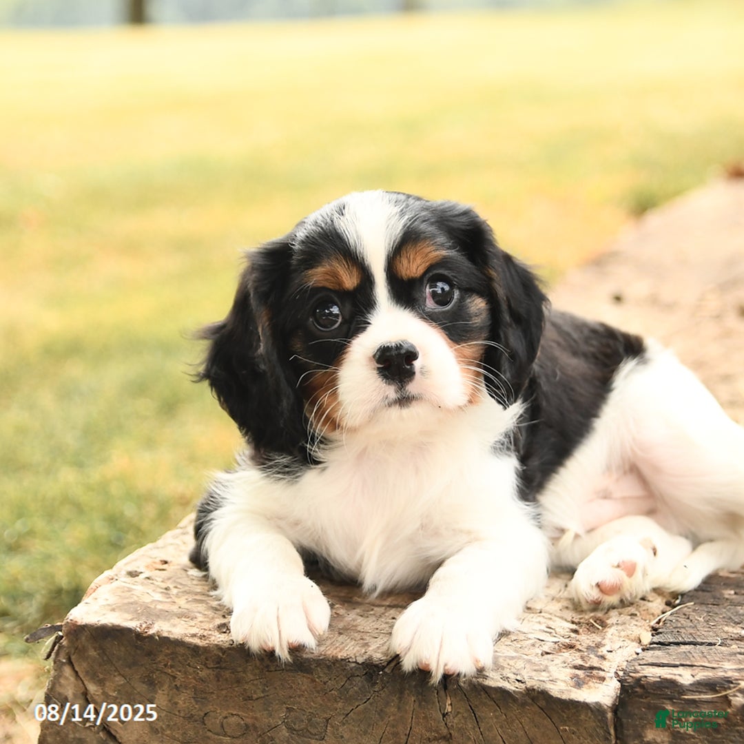Cavalier King Charles Spaniel dogs for sale: Drake - Image 5