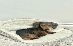Miniature Dachshund dogs for sale: Salt - Image 4