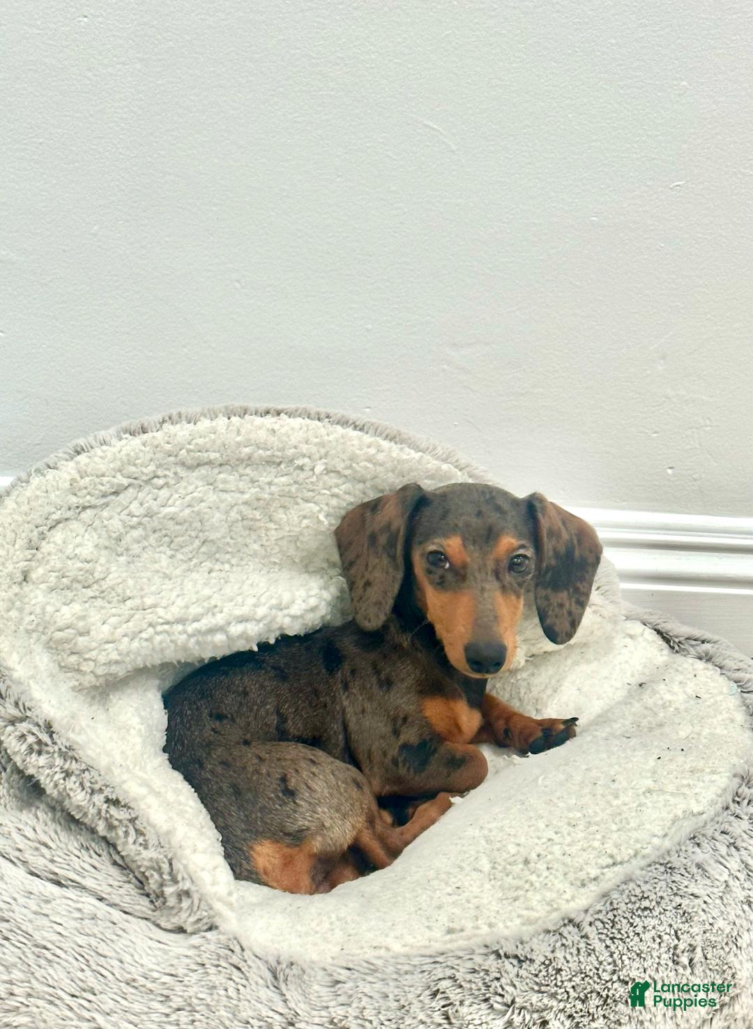 Miniature Dachshund dogs for sale: Salt - Image 4