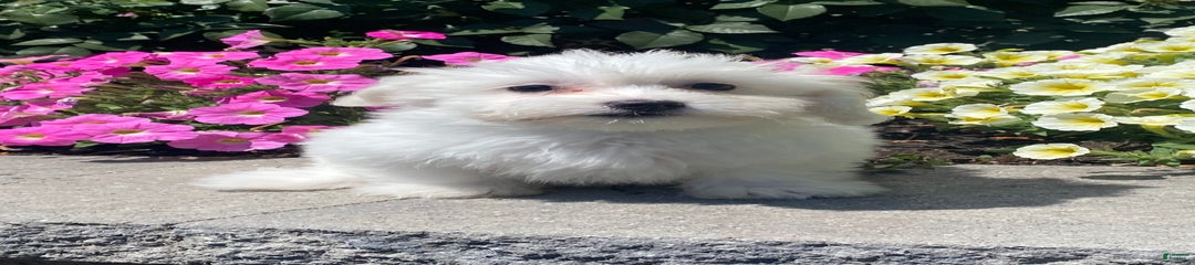 Cora