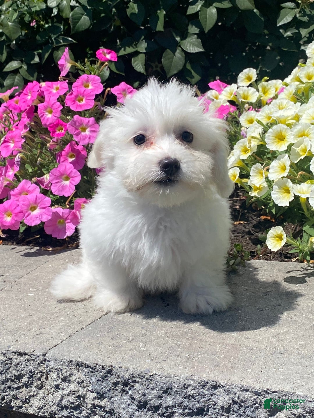Coton De Tulear dogs for sale: Cora - Image 1