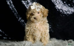 Maltipoo dogs for sale: Beyonce - Image 3